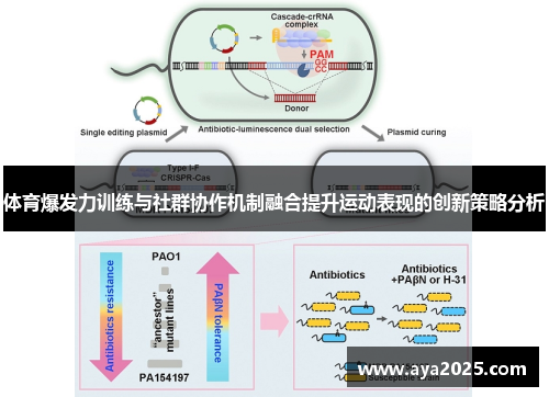 体育爆发力训练与社群协作机制融合提升运动表现的创新策略分析